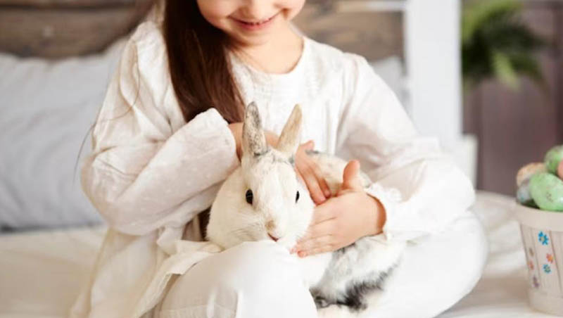 The veterinarian warns parents and guardians: “The rabbit is not an Easter present!”  |  HEALTH |  mossoro today