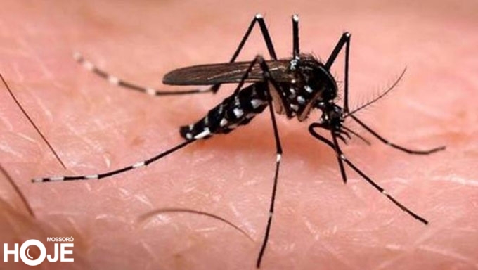 Imagem 1 -  Em 2016, o vírus da chikungunya matou 127 pessoas no Rio Grande do Norte