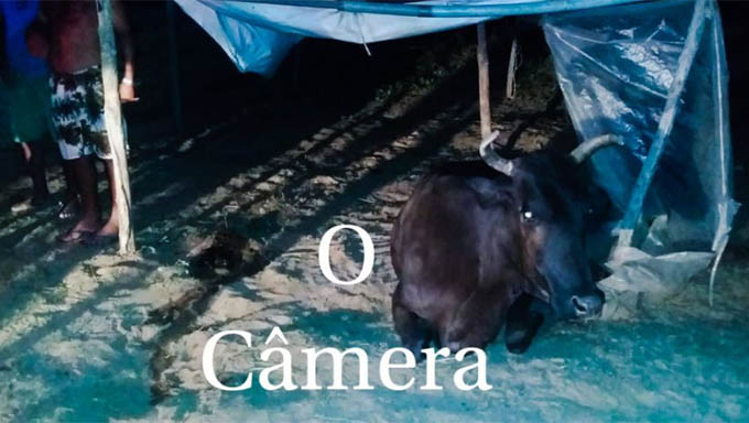   Agricultor de 51 anos tenta erguer uma vaca indisposta sozinho em Apodi e termina morrendo por asfixia