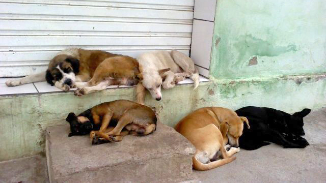   O principal motivo seria as viagens de férias de alguns tutores, que acabam largando os cães e gatos nas ruas
