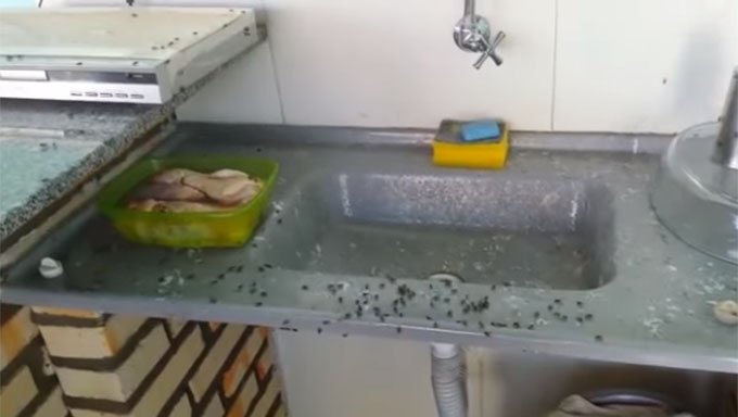   Moradores conseguem decisão judicial e a Aviforte terá que adotar medidas de imediato quanto as fezes das aves e afastar a granja da área urbana