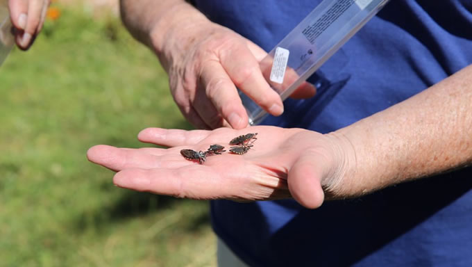   A doença de chagas ocorre predominantemente nas regiões Norte e Nordeste e é caracterizada pela infecção pelo Trypanossoma cruzi