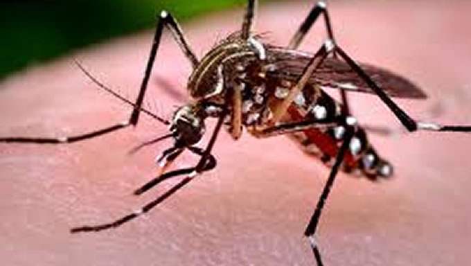   O Rio Grande do Norte registrou uma redução de 58% nos casos de dengue no primeiro trimestre deste ano em relação ao mesmo período de 2018. Ao todo, foram confirmados 624 casos (entre 2.727 suspeitos) neste ano contra 1.509 (entre 4.682) do ano anterior