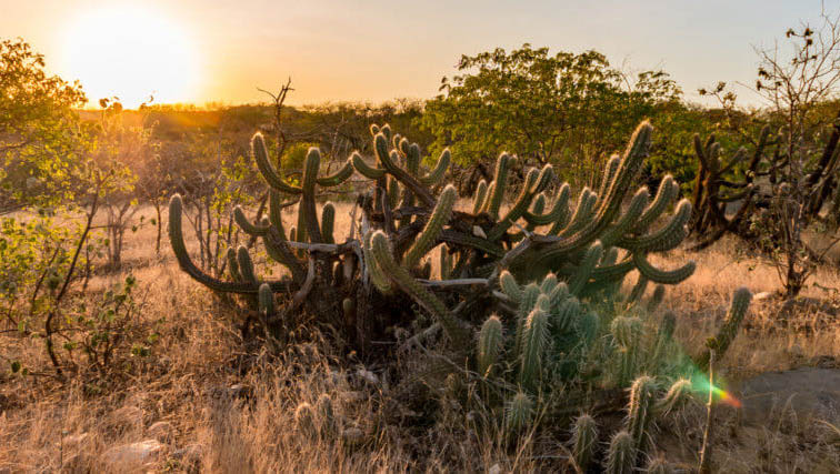   O projeto é de autoria de Jean Paul Prates e trata da preservação e da redução das desigualdades sociais no território da caatinga.