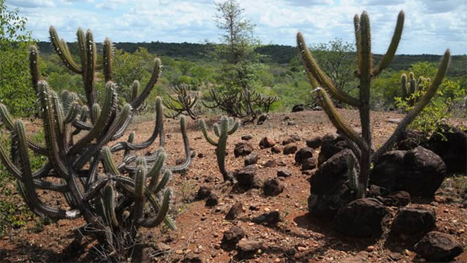   Bioma Caatinga é motivo de ciclo de debates promovido pelo Senado Federal em Mossoró e em outras três cidades do Nordeste