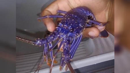   O pescador que a encontrou registrou em fotos e devolveu o animal ao mar, par preservação da vida marítima.