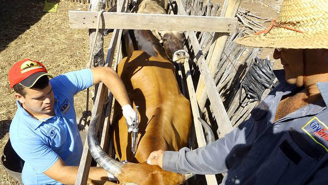   Febre aftosa é uma doença infecciosa aguda que causa febre, seguida pelo aparecimento de vesículas (aftas). Ela pode causar a perda de um rebanho inteiro.