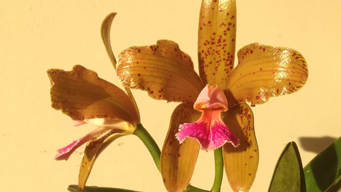   Uma nova lei estadual transformou a Orquídea Cattleya Granulosa em flor símbolo do Estado do Rio Grande do Norte. O texto foi sancionado pela governadora Fátima Bezerra (PT) e publicado nesta sexta-feira (17) no Diário Oficial do Estado