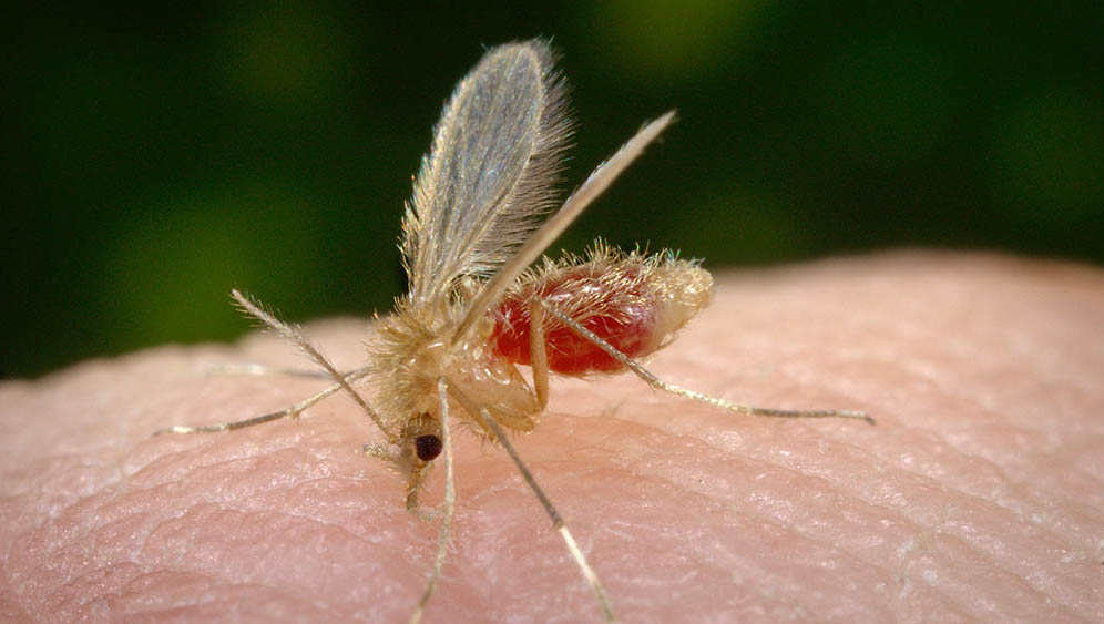   A Leishmaniose visceral é uma zoonose crônica e é transmitida ao homem pela picada de fêmeas do inseto Lutzomyia longipalpis, conhecido popularmente como mosquito palha.
