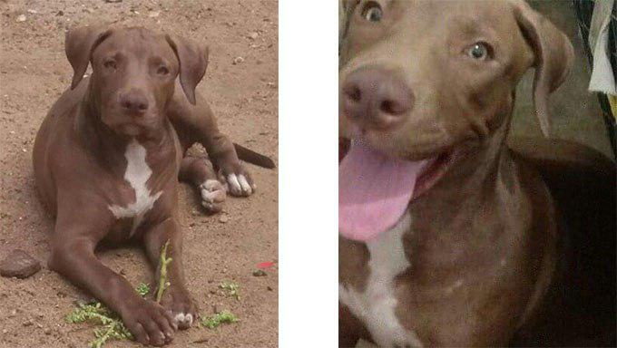   Quadrilha rouba enxoval de bebê e cadela pitbull em Mossoró. Roubo aconteceu na tarde de segunda-feira, 17, na Rua Venceslau Brás, no bairro Barrocas, zona norte da cidade de Mossoró-RN. O casal Ana Beatriz e Michael Schumaker está arrasado e pede ajuda para recuperar a cadela, xodó da família.
