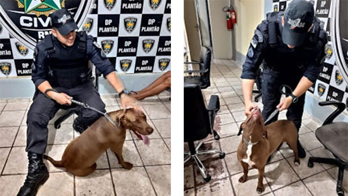   Polícia com ajuda da população encontra a cadela Lisa, da raça pitbull, que havia sido roubada segunda-feira (17) de uma residência no bairro Barrocas.