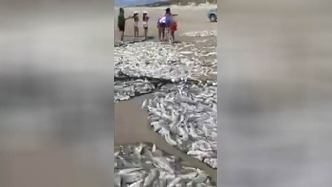   "Nunca tinha visto tanto peixe", diz Francisco Taveira Maciel, de 39 anos.