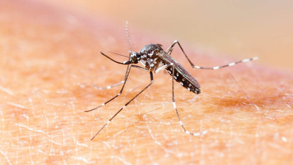   A Sesap destaca que o aumento dos casos já era esperado para o ano de 2019 devido ao comportamento natural e sazonal do mosquito Aedes Aegypti 
