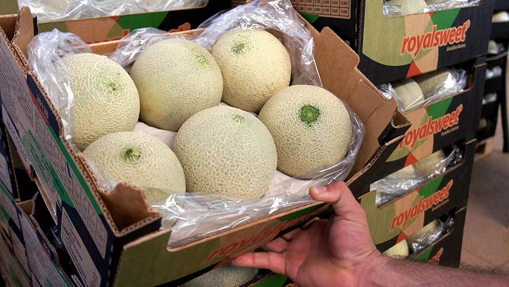   Acordo comercial entre o Mercosul e a União Europeia vai beneficiar facilitar a venda de melão de Mossoró na no velho continente. O acordo, firmado no mês passado, prevê proteção para 36 produtos tipicamente brasileiros e garante que eles não sejam reproduzidos em outros países. Nessa lista está o melão produzido na cidade de Mossoró.