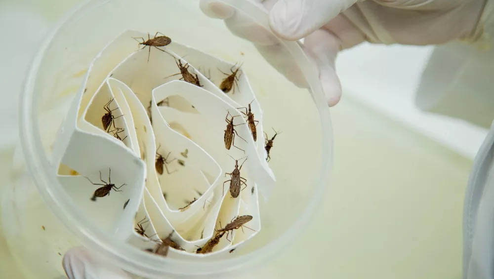   O inseto conhecido como "Barbeiro" é o principal transmissor da Doença de Chagas