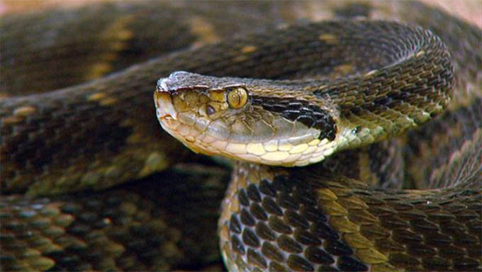   Hospital Regional Tarcísio Maia, em Mossoró, que atende média de 15 pessoas por mês vítimas de picadas de cobra, já não tem mais disponível o soro que corta o efeito do veneno da jararaca (foto)