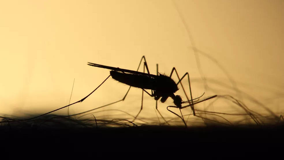   Casos confirmado de dengue no RN chegam a 4.195 no mês de julho. Já os de Chikungunya mais que dobraram com relação ao mesmo período de 2018, chegando a  1.689.