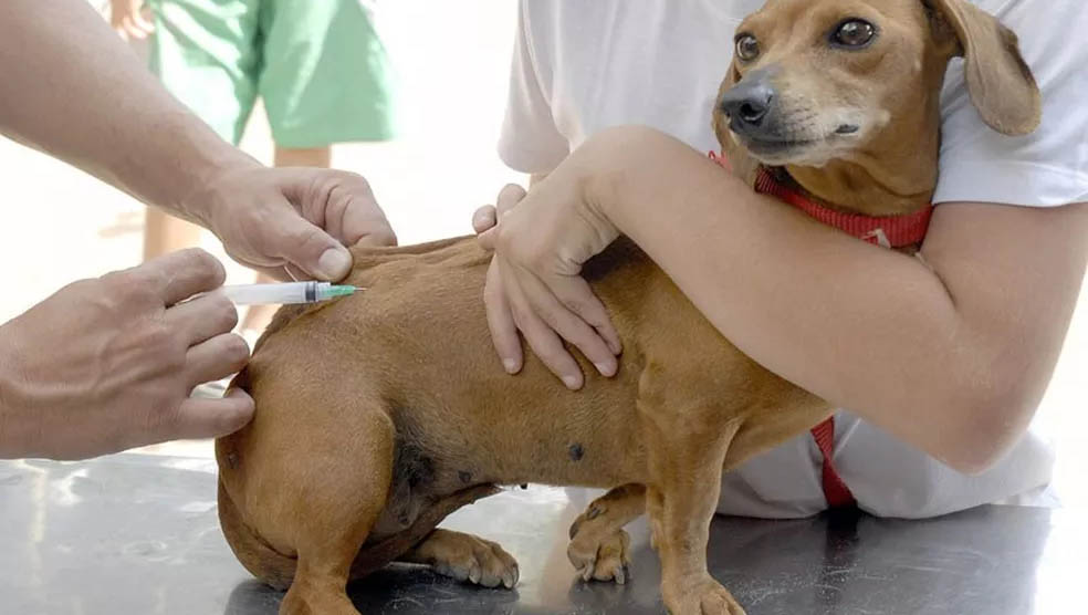   Em Mossoró, a expectativa é que sejam vacinados cerca de 32 mil cães e 17 mil gatos durante o período de vigência da campanha.