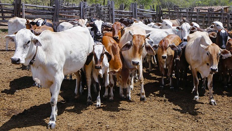   Produtores devem vacinar os rebanhos contra brucelose até 16 de setembro. É obrigatório que os produtores vacinem os rebanhos bovino e bubalino para mantê-los protegidos da doença. A expectativa do Idiarn é que 80 mil animais sejam vacinados.