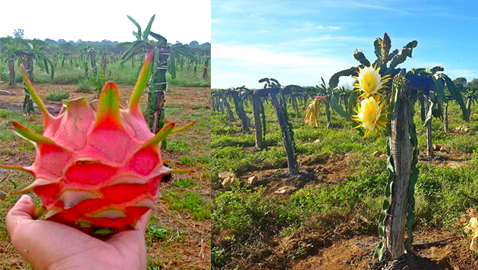   A cidade de Baraúna já possui cerca de 10 hectares cultivados da fruta e o agrônomo Ricardo Soares, responsável pela distribuição das mudas, já recebeu encomendas para outras cidade do RN e do Ceará.