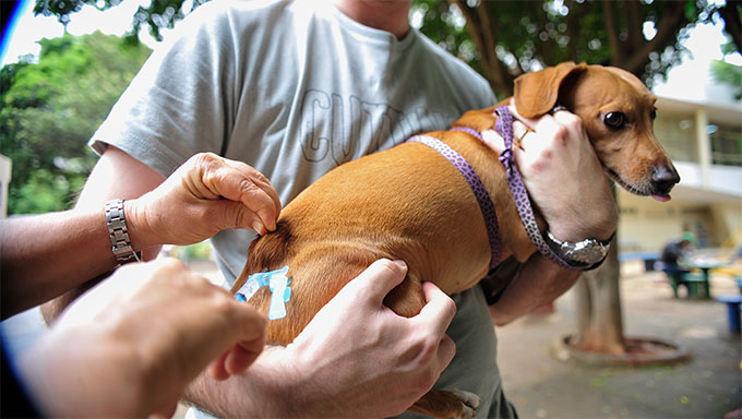   Prefeitura abre novos pontos de vacinação contra raiva em Mossoró