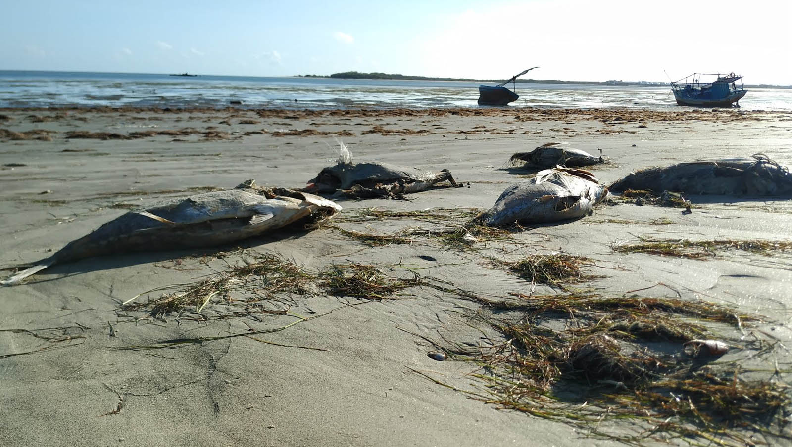   Atuns presos em cordões são encontrados mortos nas praias de Grossos.