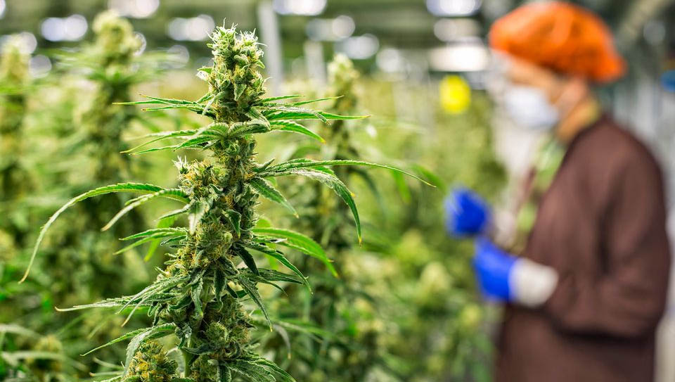 Imagem 1 -  Nesta terça-feira (3) a anvisa aprovou o novo regulamento para fabricação, importação, comercialização, prescrição, monitoramento e fiscalização de produtos feitos à base de Cannabis, utilizados para fins medicinais.