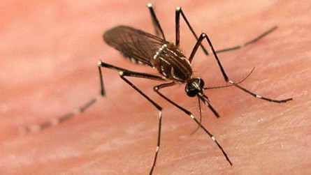   Mossoró apresenta redução no número de casos de dengue 