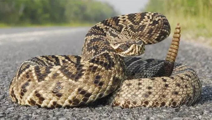   Estoque de soro contra picadas de animais peçonhentos está regularizado no RN. A Sesap orienta a população sobre a prevenção de acidentes com cobras, escorpiões e outros animais peçonhentos; caso seja picado ou mordido, deve-se procurar imediatamente um hospital de referência para receber o atendimento adequado.