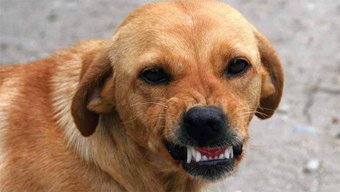   RN registrou 91 casos de animais infectados com raiva em 2019, em 29 municípios. A Sesap orienta a população para que, em caso mordida de algum animal transmissor do vírus, lave o local com água corrente e sabão e procure imediatamente a unidade de saúde mais próxima.
