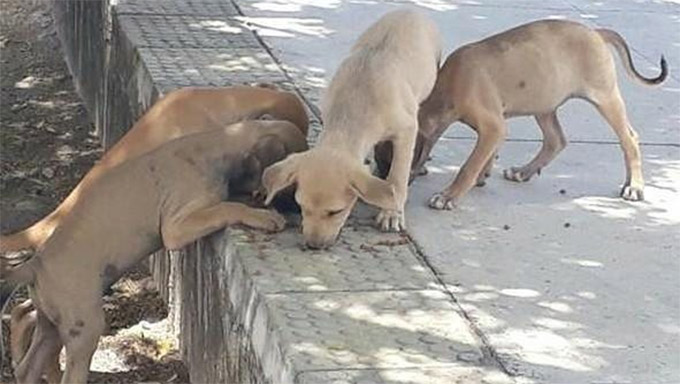   Câmara cria Fundo de Proteção e estabelece multa em caso de maus-tratos a animais. As duas leis são de autoria do vereador Genilson Alves e foram publicadas na edição de quarta-feira (5) do Jornal Oficial de Mossoró. O fundo visa a implementação de ações voltadas ao amparo, proteção e bem-estar dos animais. Já a multa, aplicada a quem maltratar animais, será de R$ 190, podendo ser dobrada em casos específicos.