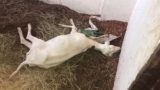   O local onde os animais estão abrigados encontra-se em condições insalubres, tanto para eles, quanto para alunos e professores que atuam no setor.