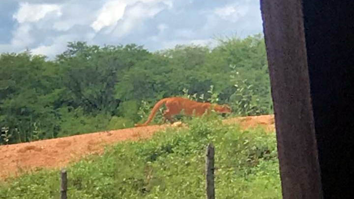   Moradores do Sítio Acauã, na zona rural de Itaú, estão assustados com presença de uma suposta onça. O animal foi visto e fotografado pela estudante Tuanny Pinheiro, na quinta-feira (23). 