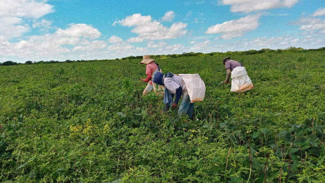   Começa a safra do feijão verde no interior do Rio Grande do Norte. Com a boa quantidade de chuvas garantindo a colheita, o Sítio Sumidouro, de Dona Maria Eunilda, localizado no município de Baraúna, está com uma fartura que dá gosto só de olhar. O feijão colhido no local garante renda para diversas famílias da região.