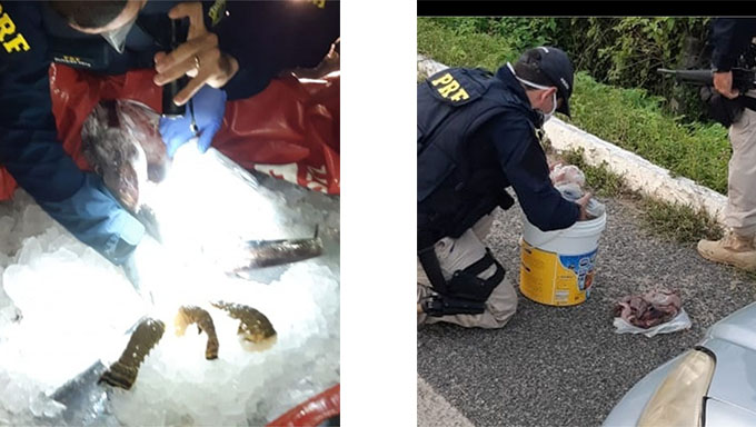   Lagosta estava sendo levada por dois homens da cidade de Porto do Mangue para Cabedelo na Paraíba. Eles tentaram subornar os policiais com peixes. Já com relação aos mocós, o homem foi preso embriagado transportando os roedores no seu carro na cidade de Jucurutu