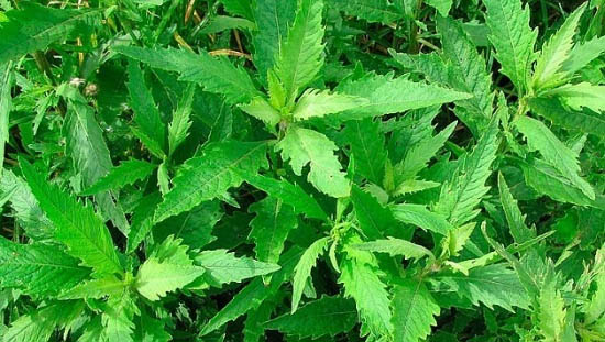   Pesquisadores estudam o potencial do mastruz como fitomedicamento para uso contra covid-19. A pesquisa, desenvolvida por meio de uma abordagem computacional, analisa o potencial de compostos presentes no mastruz como inibidores de enzimas envolvidas na replicação do vírus SARS-CoV-2.
