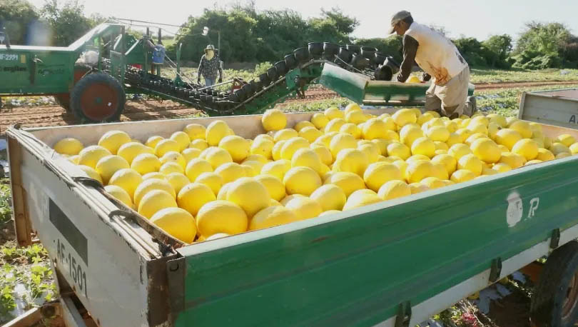   RN registrou queda nas exportações no primeiro semestre de 2020. Os dados foram divulgados pelo Centro Internacional de Negócios da Federação da Indústria do Rio Grande do Norte (Fiern); Os produtos que mais impulsionaram a redução foram o querosene para aviação, com queda de 65,5%; o melão, que registrou uma redução de 39,4%; e o pescado, com saldo negativo de 38,6%.