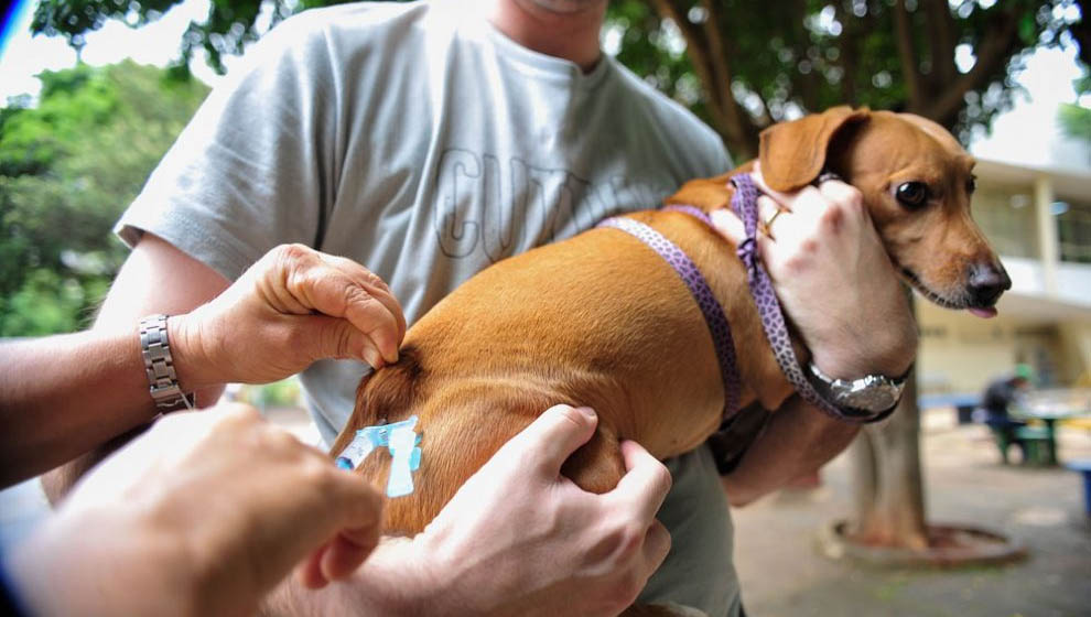   Sesap espera vacinar mais de 700 mil animais contra a raiva em 2020. A campanha de vacinação antirrábica começou no dia 19 de agosto e segue até 20 de novembro. Cada município ficará responsável por definir sua logística de vacinação, seguindo protocolos específicos de cuidados para evitar a contaminação pela Covid-19.