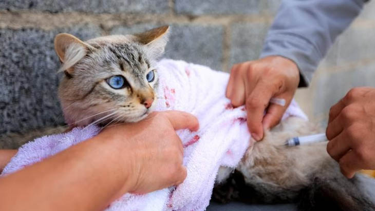   Donos de Pets já podem procurar o UVZ para aplicação da vacina antirrábica em Mossoró. O campanha foi iniciada nesta terça-feira (25) na cidade. Na zona urbana a vacinação aconteceu na sede da Unidade de Vigilância em Zoonozes, localizada na Rua Dr. Moisés da C. Lopes, no Nova Betânia, e na UBS Maria Soares, ao lado da UPA do Alto de São Manuel; Na zona rural a vacinação está sendo realizada por equipe volantes, tendo sido iniciada pela Maísa e assentamentos próximos.