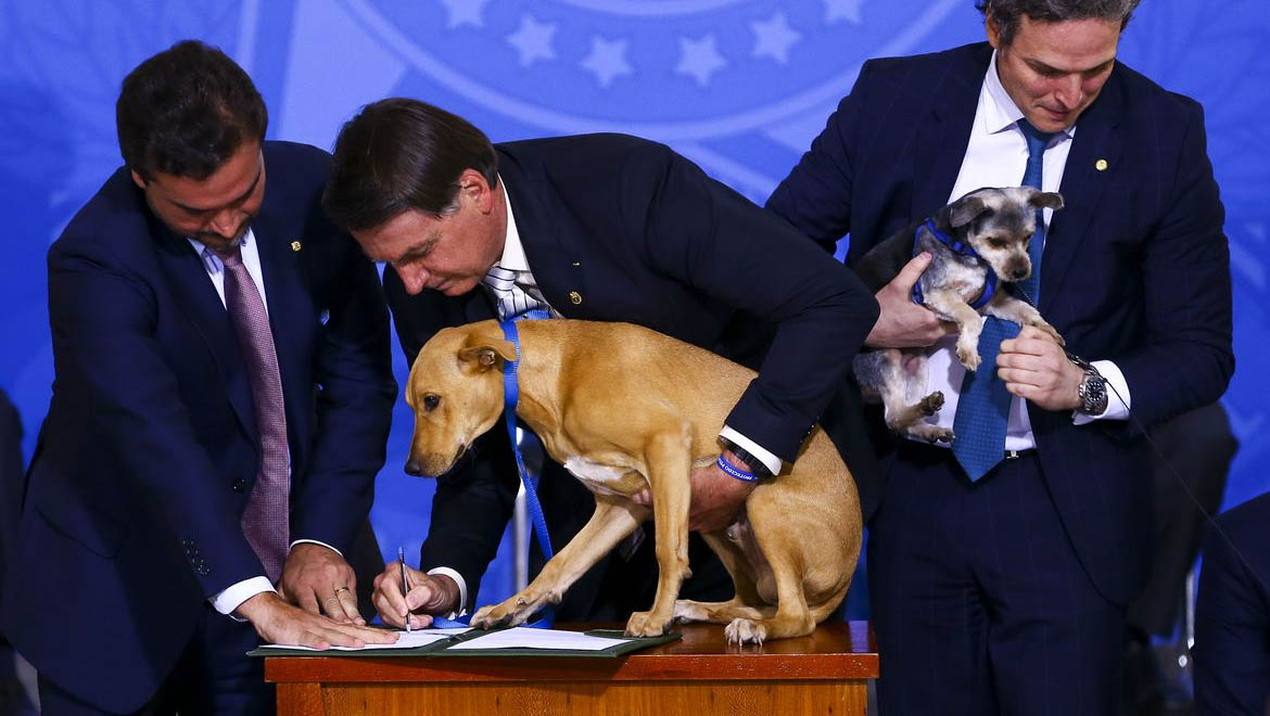   A nova lei, pune com pena maior quem maltratar cães e gatos, foi sancionada nesta terça-feira (29) pelo Presidente Jair Bolsonaro. Agora, este crime passa a ser punido com prisão de dois a cinco anos, multa e proibição da guarda, a novidade do projeto. Antes, a pena era de detenção de três meses a um ano, além de multa.