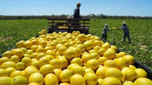   Com 216.940 toneladas, Mossoró bate recorde de produção de melão em 2019. A produção na cidade apresentou crescimento de 14% na comparação com o ano de 2018, quando o município produziu 190 mil toneladas; Mossoró é responsável pela produção de 60% do melão do RN, o que garante ao estado a liderança nacional da produção da fruta; Os dados constam na pesquisa Produção Agrícola Municipal (PAM), divulgada nesta quinta-feira (1º), pelo IBGE.