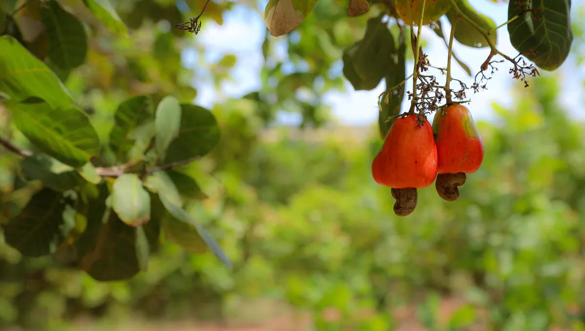   Deputada pede que Governo faça um cadastro estadual de feiras da agricultura familiar. A solicitação é de Isolda Dantas. Segundo a deputada, o objetivo do cadastramento é a realização de um diagnóstico para o acompanhamento mais efetivo das feiras e a promoção de outras políticas públicas que podem ser integradas, como Assistência Técnica e Soberania Alimentar.