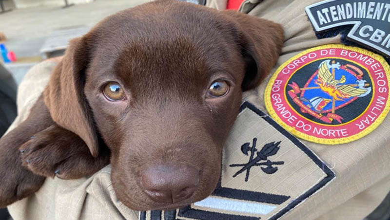   Fênix e Lia são da raça labrador e têm três meses de vida; Eles iniciarão um intenso treinamento e, após adestrados, passarão a fazer parte da rotina da corporação; A chegada dos cães é um marco para o Corpo de Bombeiros Militar do RN. Até então nunca teve essa figura tão importante para auxiliar os militares nas buscas por pessoas perdidas”, disse o comandante-geral do CBMRN, coronel Monteiro Júnior.