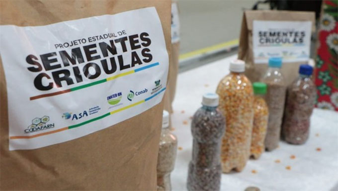   As sementes serão distribuídas pela Secretaria de Estado do Desenvolvimento Rural e da Agricultura Familiar; Neste sábado, terá uma solenidade de entrega simbólica na Reitoria da UERN e o trabalho prossegue até março do próximo ano; 750 famílias vão receber as sementes de qualidade para plantar em suas regiões