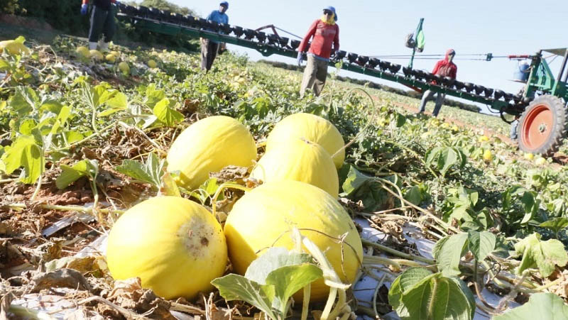   Agrícola Famosa recebe Licença de Regularização do Idema. A fazenda, localizada em Apodi e com sede em Mossoró, tem grande importância no desenvolvimento da fruticultura do Estado e do país. A licença é referente à atividade de Agricultura Irrigada em uma área de 1.123,18 hectares, localizada no Complexo de Fazendas São Sabino. O documento assegura a viabilidade ambiental do empreendimento.