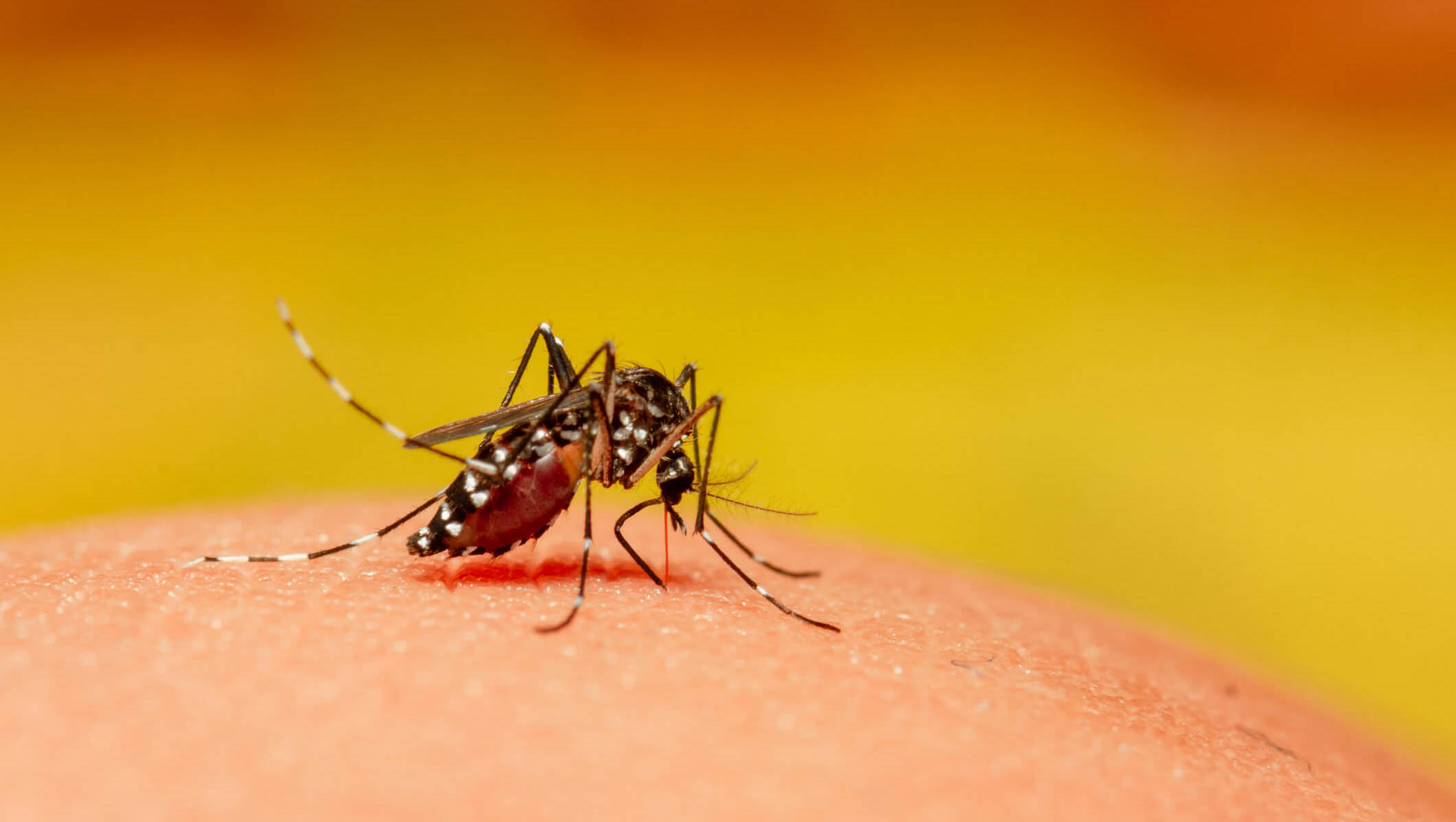   RN registra 589 casos suspeitos de dengue nas primeiras semanas de 2021. O boletim das arboviroses foi divulgado pela Sesap nesta terça-feira (23) e apresenta dados referentes ao período compreendido entre a Semana Epidemiológica 1 até a 7. Dos casos suspeitos de dengue, apenas 60 deles foram confirmados. Outros 206 foram descartados. 