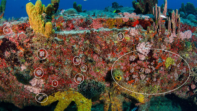   “O coral-sol é considerado invasor, uma vez que, ameaça a biodiversidade local, podendo prejudicar a riqueza de espécies nativas e ameaçar as atividades econômicas da região, como pesca e turismo. O intuito das expedições é remover as colônias de coral-sol e manter um monitoramento sistemático e contínuo na área para controle da espécie”, disse a gestora da APARC, Heloisa Brum. Confira FOTOS.
