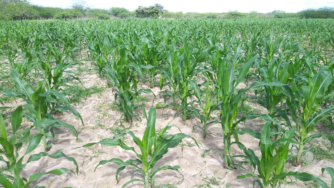   Secretaria Municipal de Agricultura realizou 91 serviços na zona rural de Mossoró, em abril. Destes, 30 foram ligados a parte de recursos hídricos que vai desde serviços e consertos de bombas, dessalinizadores, elétrico e distribuição e abastecimento de água. Outras 61 atividades relacionadas à assistência técnica desde visitas técnicas do Programa Semear e do médico veterinário. Ainda de acordo com os dados divulgados nesta terça-feira (4), pela SEADRU, um total de 36 comunidades foram atendidas durante o mês.