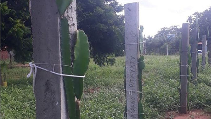   De acordo com o gerente executivo da Secretaria de Agricultura, o pequeno produtor rural conhecido por Damião receberá, do Poder Público Municipal, orientação técnica de agrônomos para desenvolver do cultivo do fruto identificado nas prateleiras de supermercado por pitaya.
