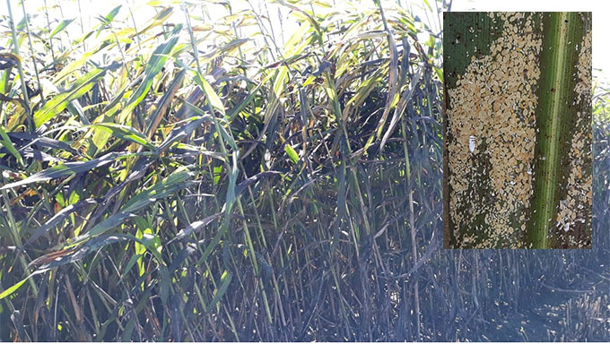   A praga está comprometendo mais 50% do produção de sorgo para silagens na região da Chapada do Apodi, que abastece as regiões do Oeste do RN, parte do Ceará e também o Alto Sertão Paraibano, deixando um prejuízo gigantesco com grandes e pequenos produtores, que pedem auxílio da EMBRAPA e a UFERSA para pesquisar um defensivo de laboratório ou natural para combater a praga